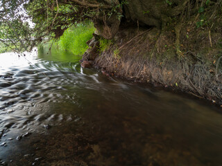 Fluvial erosion, water washed soil from willow roots and shallow rapid water stream during summer