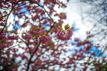 spring in France
