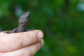 Little water turtle in hand with green background