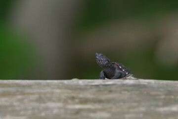 Water turtle on a dead tree trunk in nature