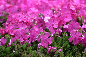 大川村の芝桜　花びらに雨粒　（高知県）