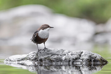 Beautiful portrait of Dipper in spring season (Cinclus cinclus)