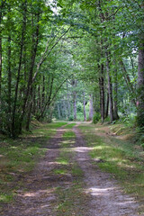 Obraz premium Chemin forestier