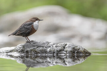 Wonderful portrait of White throated Dipper perched on stone (Cinclus cinclus)