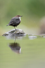 European dipper perched on stone at morning (Cinclus cinclus)