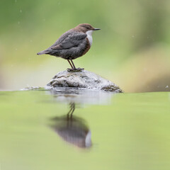 Amazing portrait of Dipper with reflection at dawn (Cinclus cinclus)
