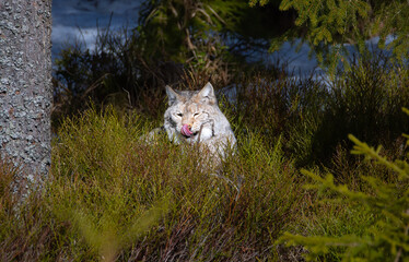 Lynx he walks quietly through the forest and is hunting.