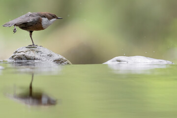The time of awakening for the European Dipper (Cinclus cinclus)