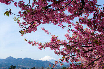 桜と富士山