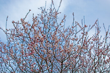 Nature in Springtime. Branch with beautiful white Spring Apricot Flowers on Tree. Nature scene with flowering apricot on blossom background. Botanical bloom concept. Blooming backdrop.