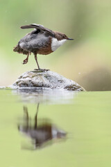 Stretching time for the beautiful Dipper (Cinclus cinclus)