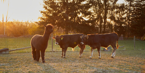 An alpaca and two calves backlit in a meadow. Normal perspective.