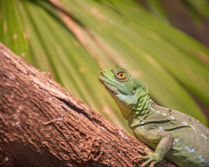 green lizard on a tree