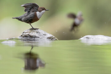 Wonderful portrait of Dipper male with female on background (Cinclus cinclus)