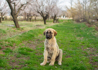 The lovely stray dog ​​poses on the grass.The dog is looking desperate.