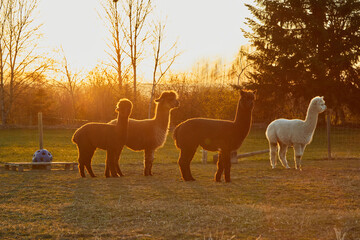 Three dark and one light alpaca are standing on the meadow. The sun is setting and coming from behind. Normal perspective. 