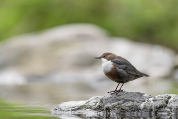 Portrait of Dipper on riverbank in the Alps mountains (Cinclus cinclus)