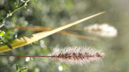 Spikelet in the morning, in the sun