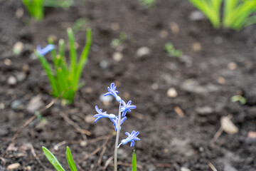 One of the first flowers that begin to bloom in spring is scilla (scylla)