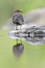 Reflections on the river, portrait of European Dipper (Cinclus cinclus)