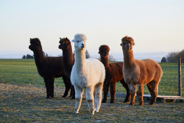 Alpacas in a pasture. They look in different directions. Each animal has its own character. Normal perspective. Day. 