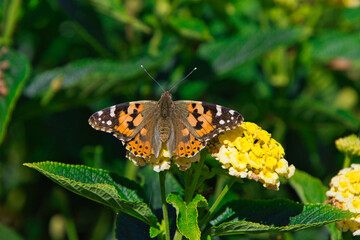 Obraz premium Draufsicht auf einen Distelfalter mit voll geöffneten Flügeln