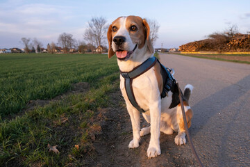 Beagle dog on Rural area. Sunset in nature