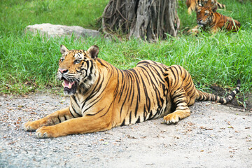 Royal tiger., Photos of tigers in various actions., Wild tiger in nature habitat., Animal in green forest stream.