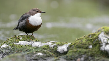 Fine art portrait of Dipper in cloudy day /Cinclus cinclus)