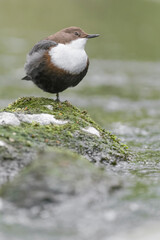 Wonderful portrait of Dipper on the river (Cinclus cinclus)