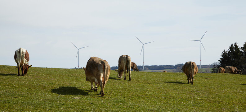 Cows are standing in the pasture. They can be seen from behind. In the background wind turbines. Normal perspective. Tradition meets modern. 