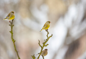 European greenfinch male Chloris chloris bird singing in early morning sunlight during mating season in Springtime.