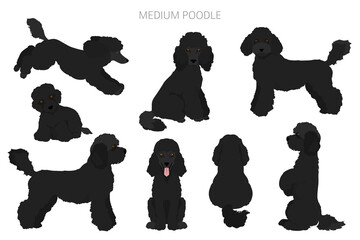Medium poodle clipart. Different poses, coat colors set