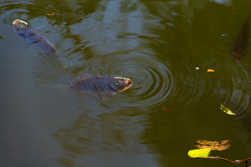 Peixes na água. Alguns peixes na superfície da água com a boca aberta. Foto feita no lago do Parque Balneário.