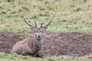 Naklejka na ściany i meble Deer male in a puddle of mud (Cervus elaphus)