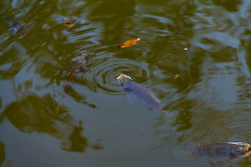 Peixes na água. Alguns peixes na superfície da água com a boca aberta. Foto feita no lago do Parque Balneário.