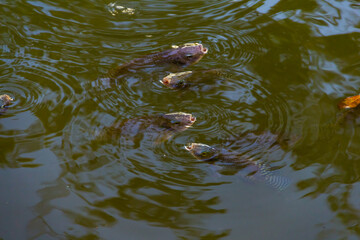 Peixes na água. Alguns peixes na superfície da água com a boca aberta. Foto feita no lago do Parque Balneário.