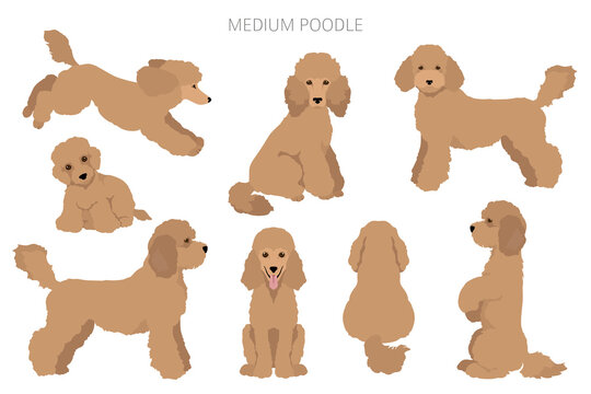 Medium poodle clipart. Different poses, coat colors set