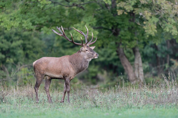 Majestic Red deer male at the edge of the forest (Cervus elaphus)