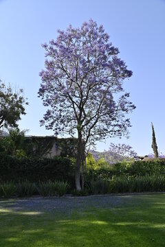 &Aacute;rbol Jacaranda Floreando Morado en el Jardin