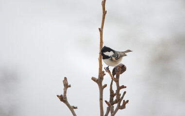 Periparus ater sitting on a branch in winter and in the snow.