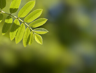 green leaves background
