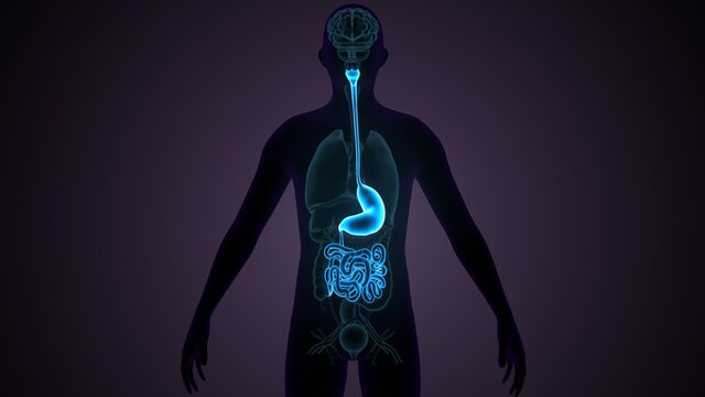 Human Digestive System Anatomy. 3D illustration
