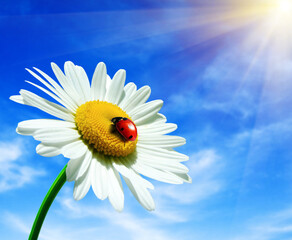 ladybug on daisy flower © Maksym Dykha