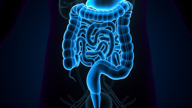Human Digestive System Anatomy. 3D illustration