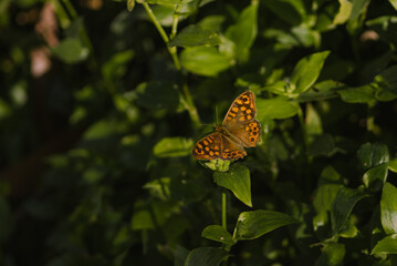 butterfly on flower