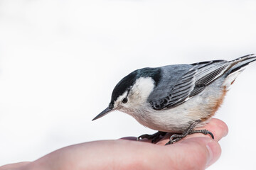 Fototapeta premium Bird feeding - Songbird sitting on a hand