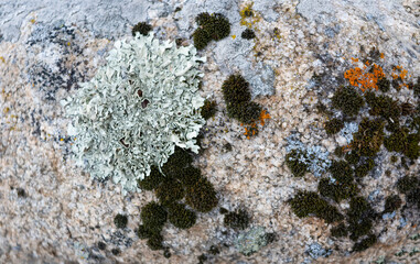 Beautiful stone background: a large stone in the forest, covered with colorful moss and lichen