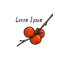 Vector card with hand drawn graceful persimmon branch with ripe orange fruit. Beautiful ink drawing, graphic style. Food and nature design elements.