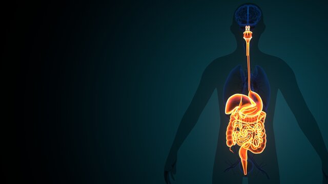 Human Digestive System Anatomy. 3D Illustration